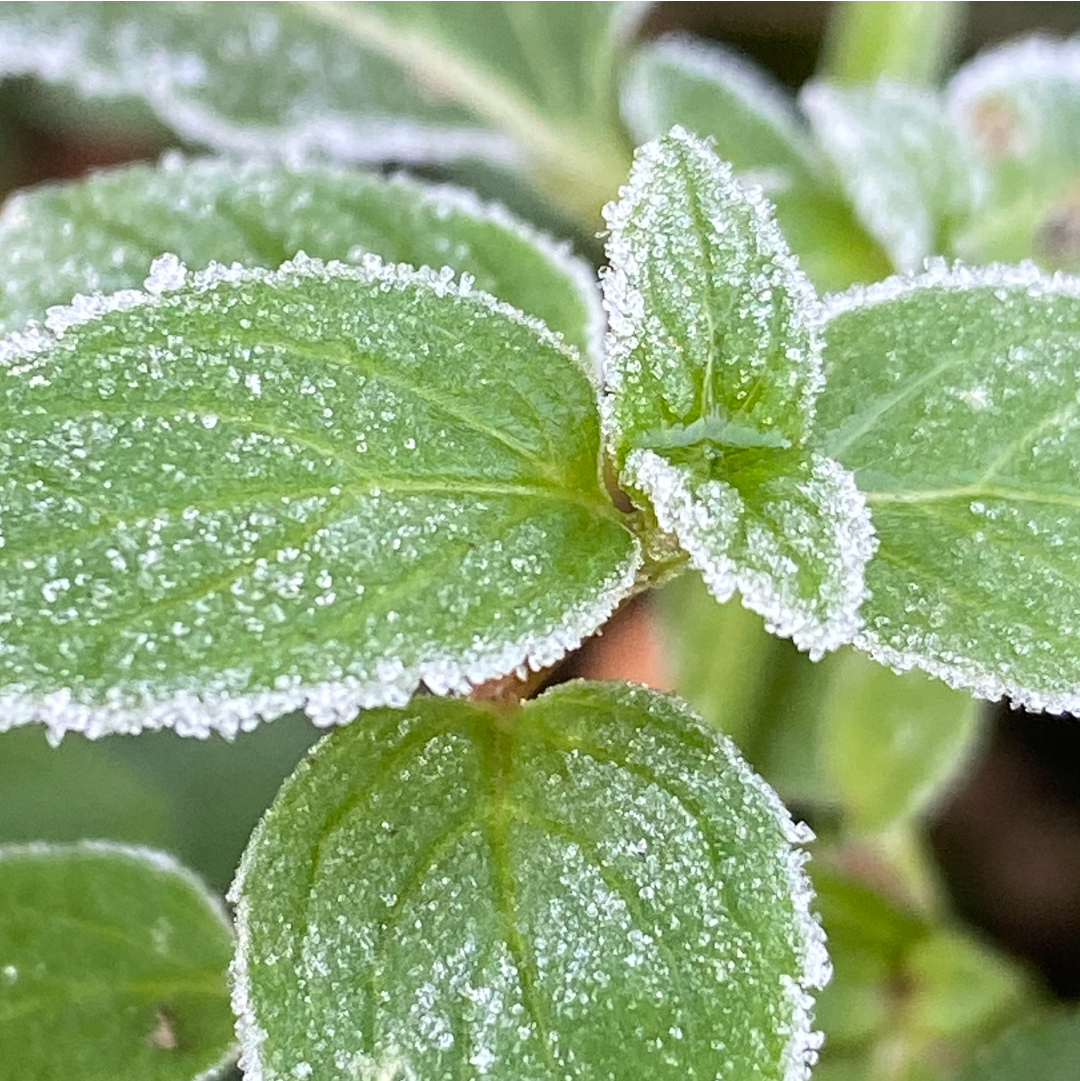 GGGJ Mushroom Pouches Wintergreen